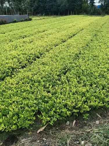 风景园林管理责任担当不足，城市景观拒绝“老烟囱”形象